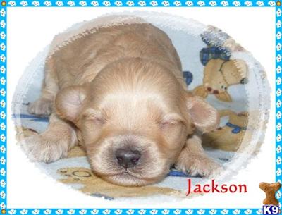 Maltipoo Puppies for Sale